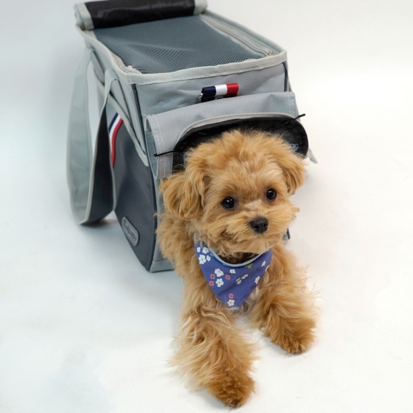 페오펫몰,개과천선 빈츠 강아지 이동가방