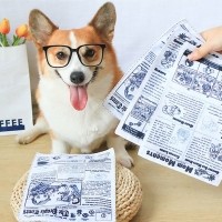 개과천선 터그 페이퍼 강아지 장난감 화이트 5P