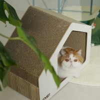 개과천선 어몽드 하우디 고양이 스크래쳐 하우스