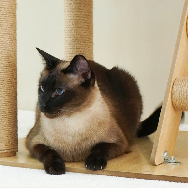 페오펫몰,개과천선 어몽드 무드 고양이 캣타워 스크래쳐