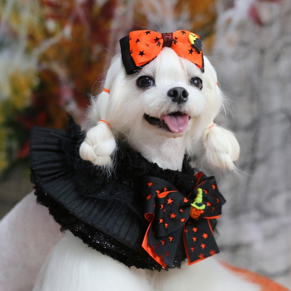 페오펫몰,[CCPM]할로윈 파티 케이프