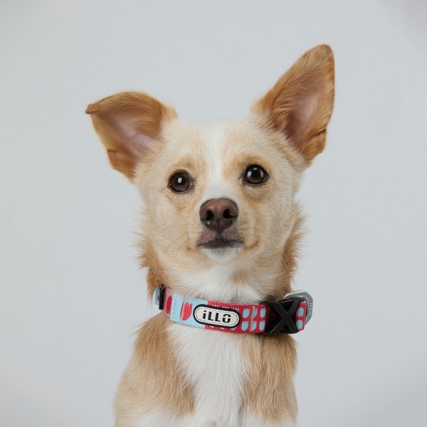 페오펫몰,일로 피버 FEVER 더블락 목줄