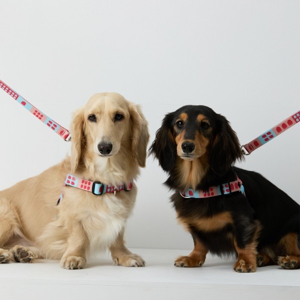 페오펫몰,일로 피버 FEVER 리쉬