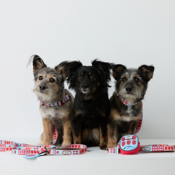 페오펫몰,일로 피버 FEVER 리쉬