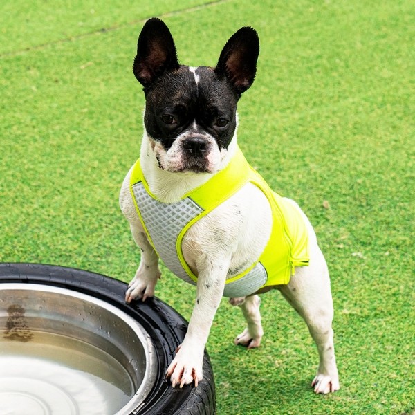 페오펫몰,니즈더펫 인터라켄 쿨워터 조끼