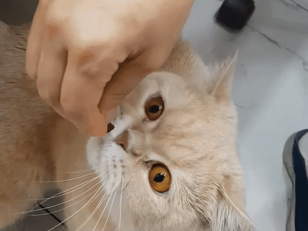 페오펫몰,[NEW]아이즈랩 가수분해 영양트릿 눈건강 눈물자국 120g