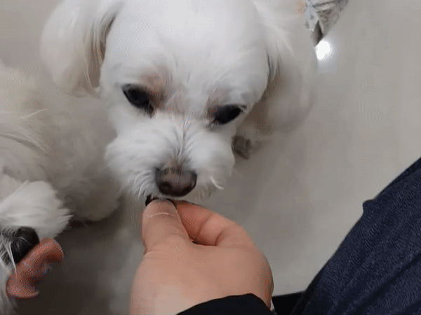 페오펫몰,[NEW]아이즈랩 가수분해 영양트릿 눈건강 눈물자국 120g