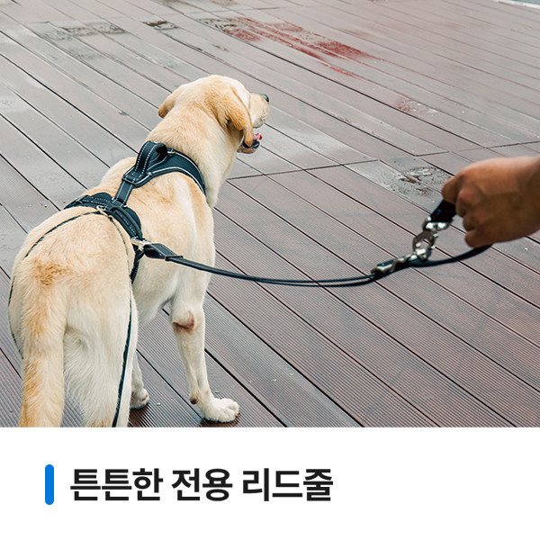 페오펫몰,[앞섬방지 + 산책교육]어텐션하네스+리드줄+레그커버