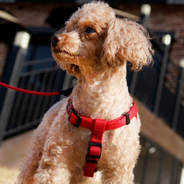 페오펫몰,아띠지기 강아지 산책 앞섬방지 H형 하네스 9color [최저가]