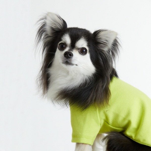 페오펫몰,페딕트 반팔 나그랑 기본티셔츠 레몬옐로 (S~2XL) [최저가]