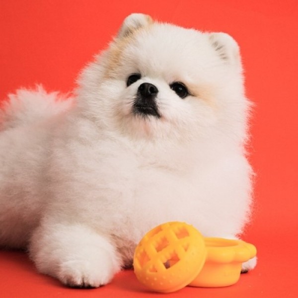 페오펫몰,[바잇미] 킁킁파이 노즈워크 디스펜서 장난감 [최저가]