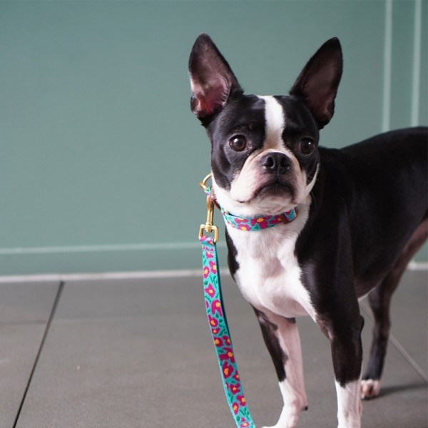 페오펫몰,[아이캔더] 젠틀 카라 듀얼_빅피쉬 민트