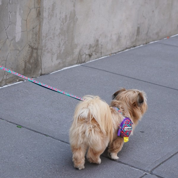 페오펫몰,[아이캔더] 젠틀 리쉬 _ 빅피쉬 민트