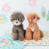 [바잇미] 바잇미X포코리프렌즈 쿨매트 (2 size) [최저가]