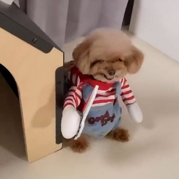 페오펫몰,[댕린이특가] 강아지처키옷 특이한강아지옷 할로윈 코스프레