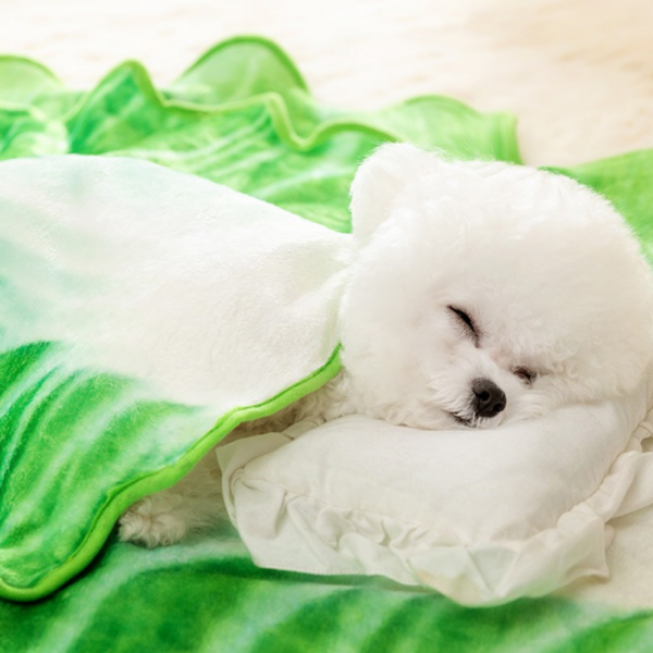 페오펫몰,[댕린이특가] 강아지담요 새끼 아기 고양이 애견 겨울 워머 이불