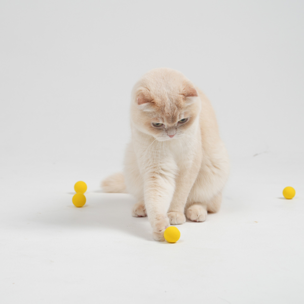 페오펫몰,[여름맞이특가] 고양이장난감총 아기 새끼 혼자 분리불안 토이볼