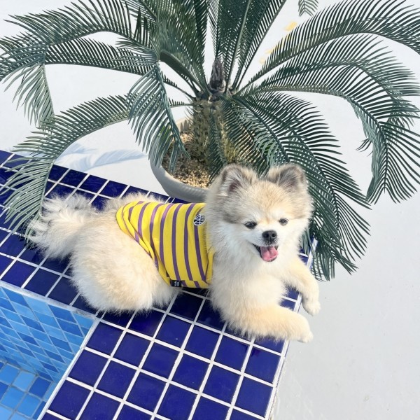 페오펫몰,우니토 허니비 강아지나시