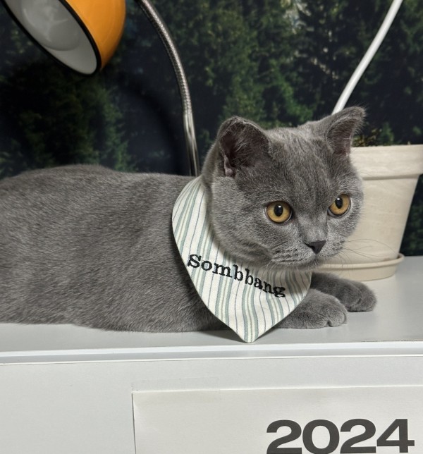 페오펫몰,우니토 강아지 고양이 자수케이프 네임택