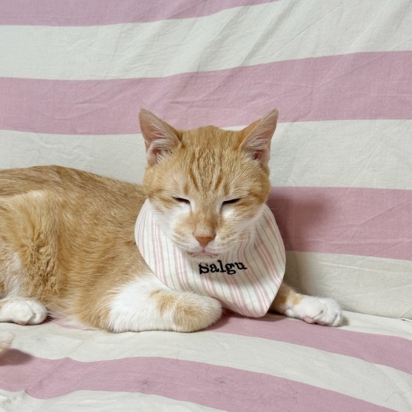 페오펫몰,우니토 강아지 고양이 자수케이프 네임택