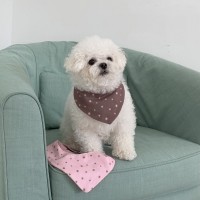 우니토 미니별 스카프 케이프