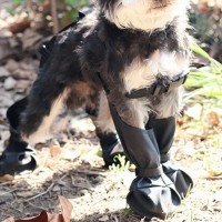 딩동펫 반려동물 레깅스 슈즈 방수 장화 부츠