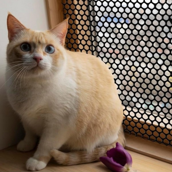 페오펫몰,딩동펫 반려동물 헥사곤 안전 울타리망