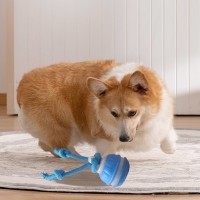 딩동펫 반려동물 로프 터그공 자동 장난감