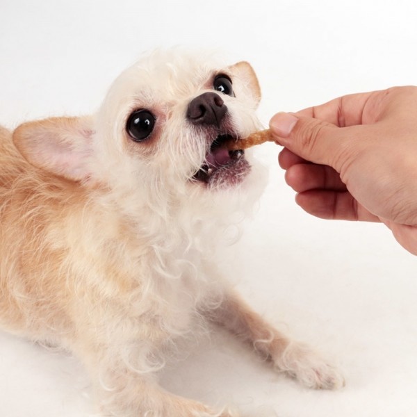 페오펫몰,딩동펫 반려동물 비건 간식 펫토스