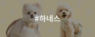 하네스기획전